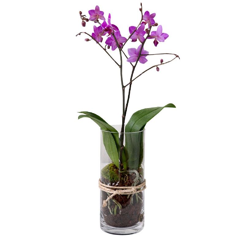 Bouquet de fleurs Pink or purple Orchid 999904