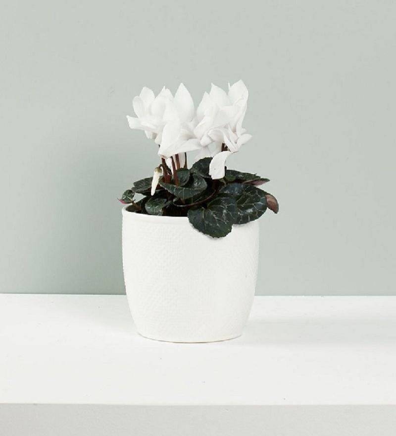 Bouquet de fleurs Seasonal Flowering Plant Bouquet de fleurs Seasonal Flowering Plant