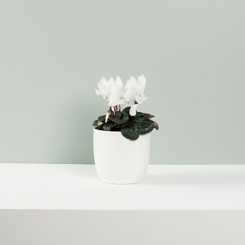 Bouquet de fleurs Seasonal Flowering Plants Bouquet de fleurs Seasonal Flowering Plants