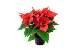 Bouquet de fleurs Poinsettia Bouquet de fleurs Poinsettia