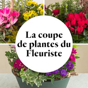 Fleurs deuil La coupe de plantes du fleuriste Fleurs deuil La coupe de plantes du fleuriste Deuil POMPES FUNEBRES