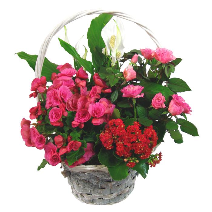 Bouquet de fleurs Happy basket composition