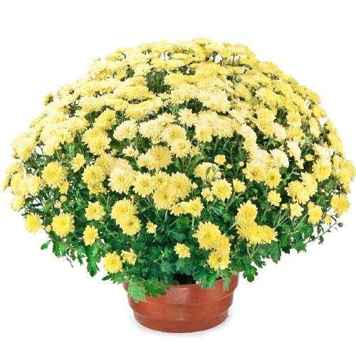 Bouquet de fleurs Flowerpot chrysanthemum Bouquet de fleurs Flowerpot chrysanthemum