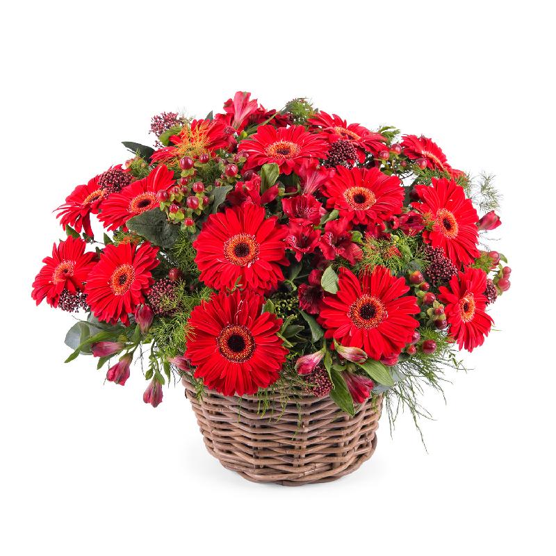 Bouquet de fleurs Basket Arrangement of Gerbera Daisies