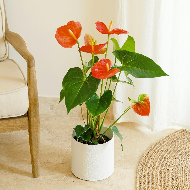 Bouquet de fleurs Anthurium Bouquet de fleurs Anthurium