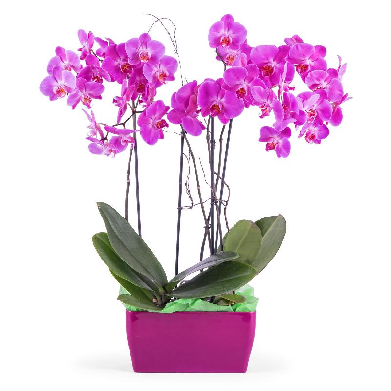 Bouquet de fleurs Arrangement of Phalaenopsis Orchids