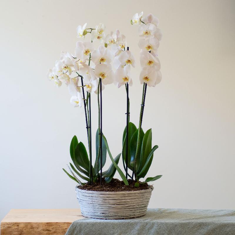 Bouquet de fleurs Centrepiece of white Phalaenopsis plants