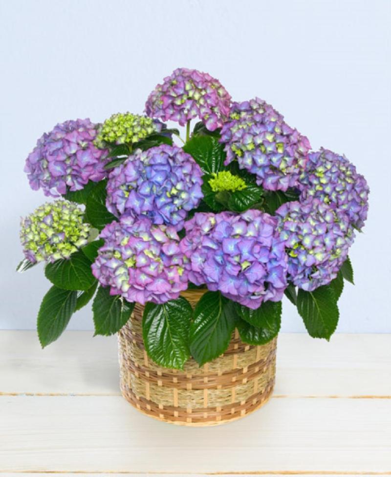 Bouquet de fleurs Hydrangea Bouquet de fleurs Hydrangea