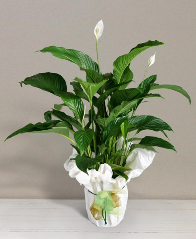 Bouquet de fleurs Spathiphyllum Bouquet de fleurs Spathiphyllum