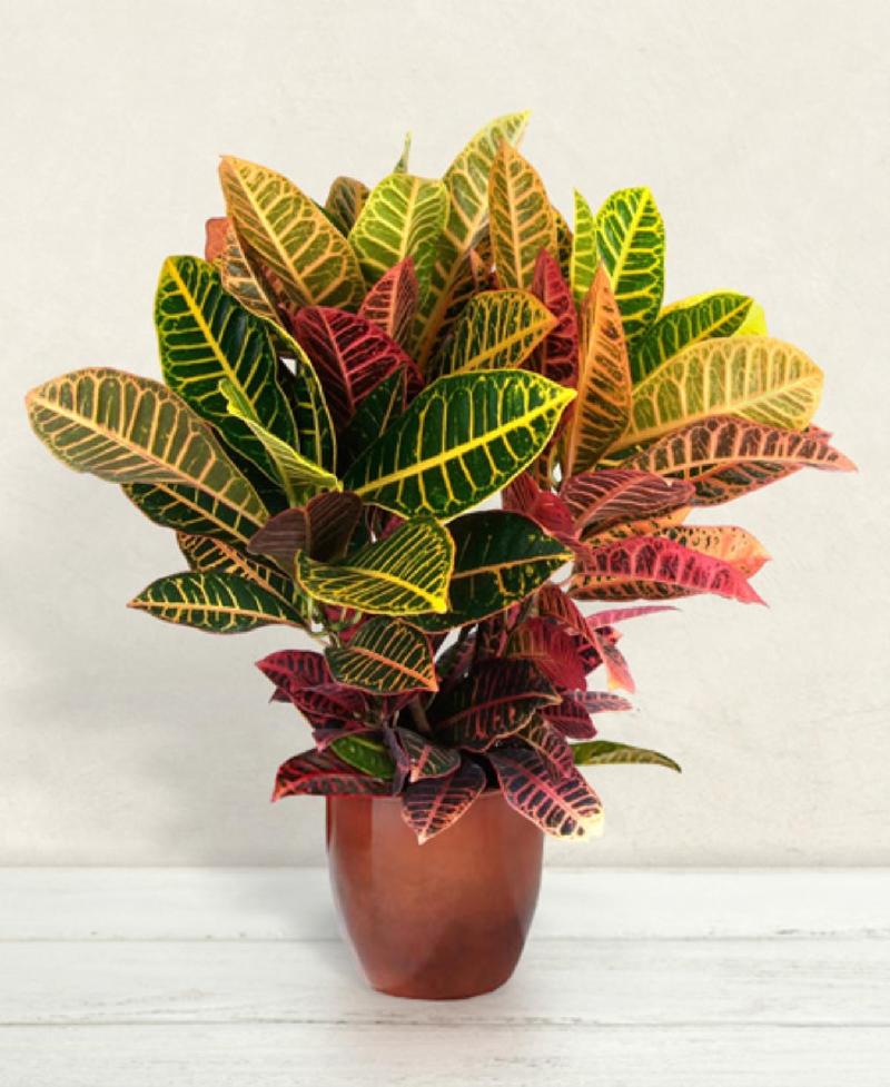 Bouquet de fleurs Croton Bouquet de fleurs Croton