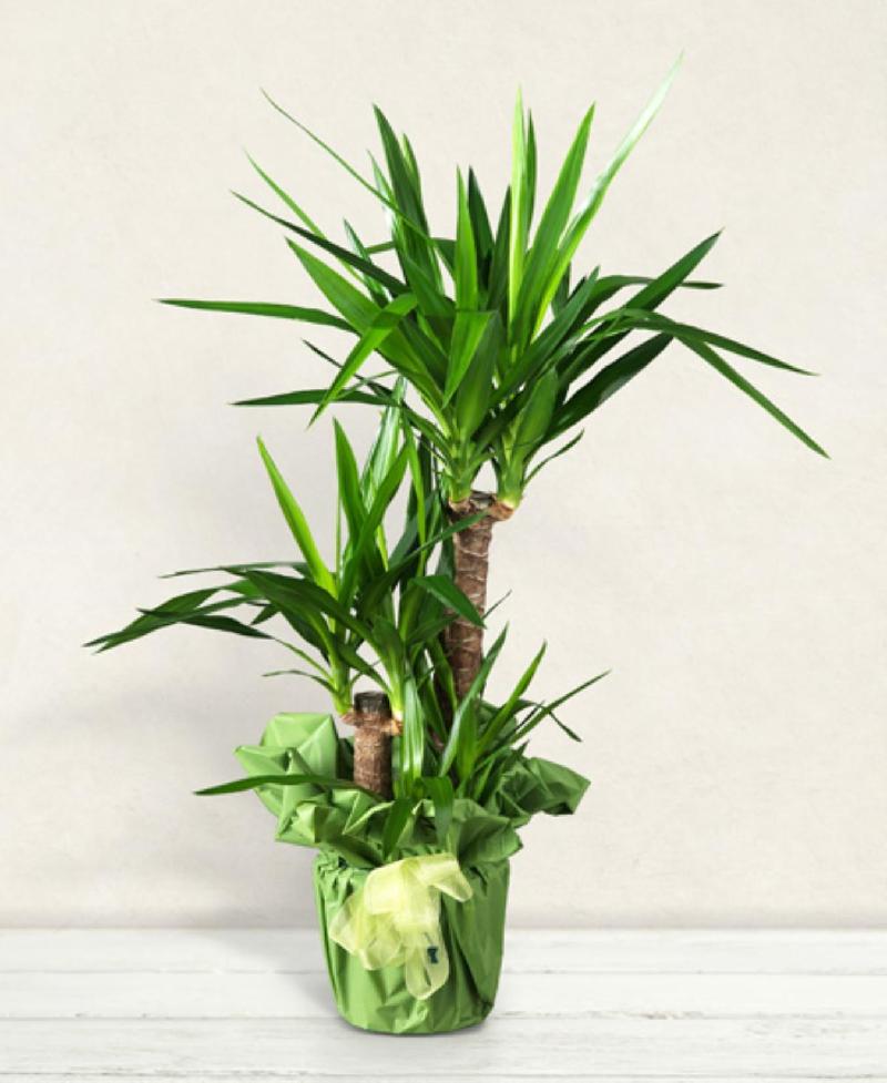 Bouquet de fleurs Yucca Bouquet de fleurs Yucca