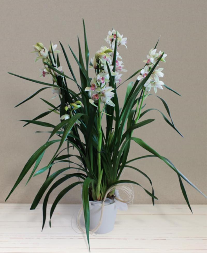 Bouquet de fleurs Mini Cymbidium Bouquet de fleurs Mini Cymbidium