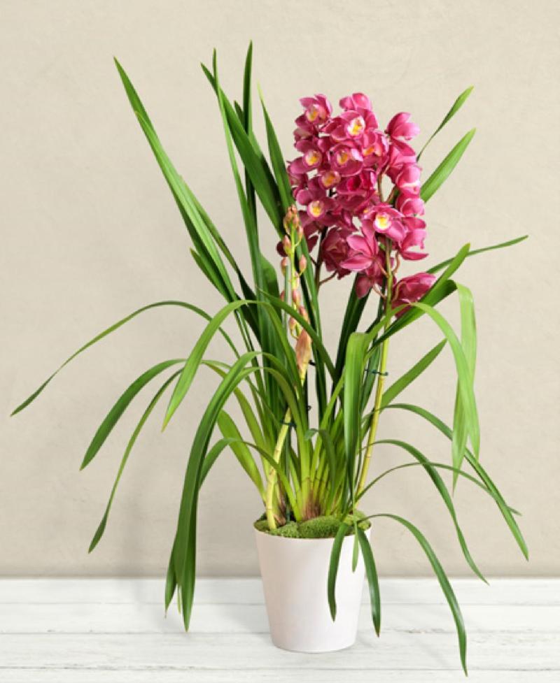 Bouquet de fleurs Cymbidium orchid