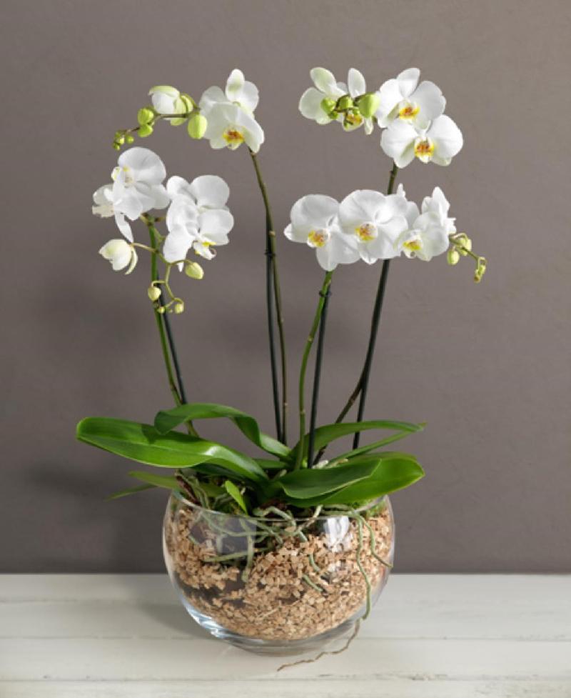 Bouquet de fleurs Orchid in glass bowl