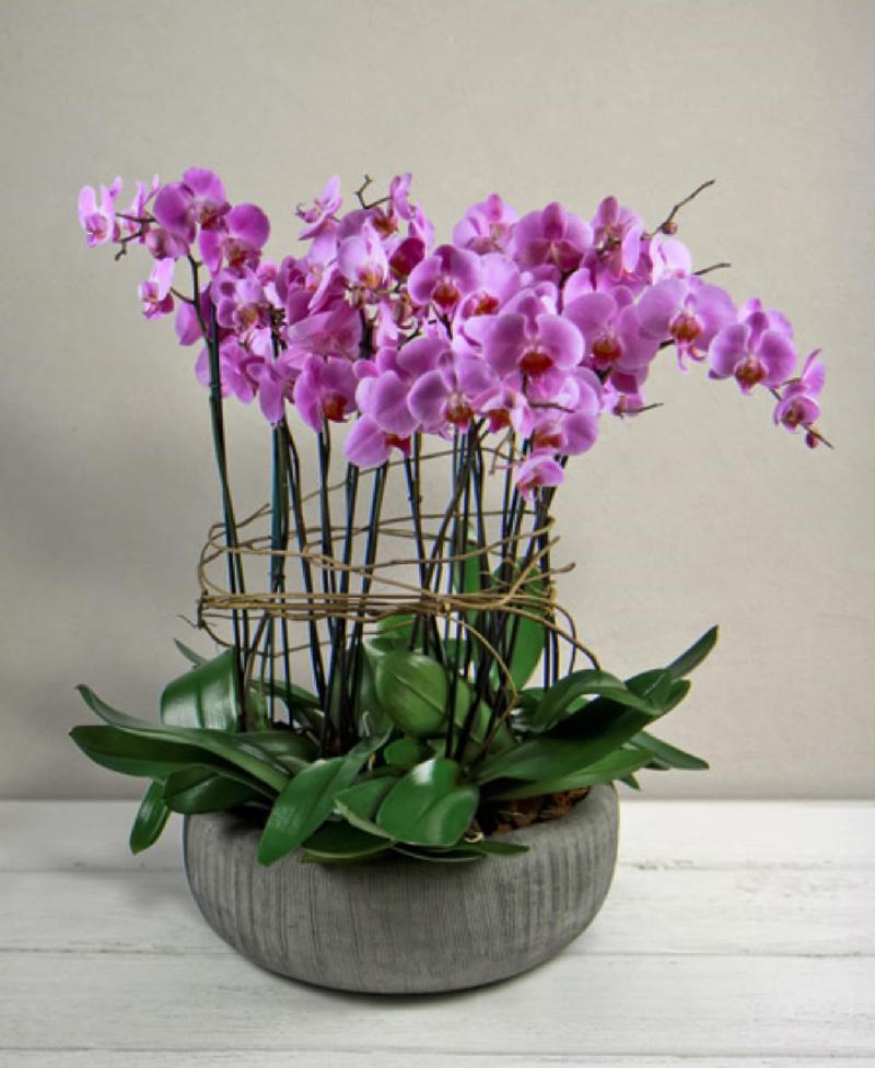 Bouquet de fleurs Bach Bouquet de fleurs Bach
