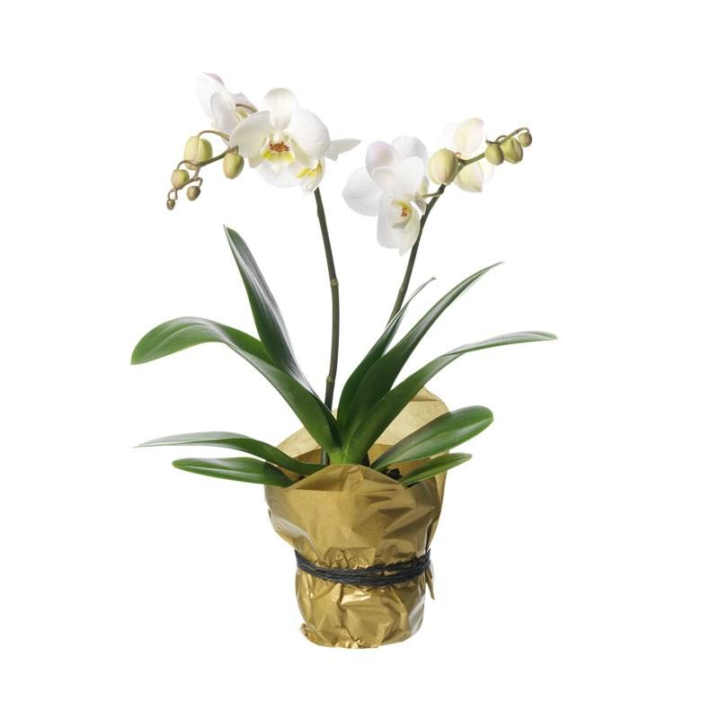 Bouquet de fleurs Single plant Orchid, white Bouquet de fleurs Single plant Orchid, white