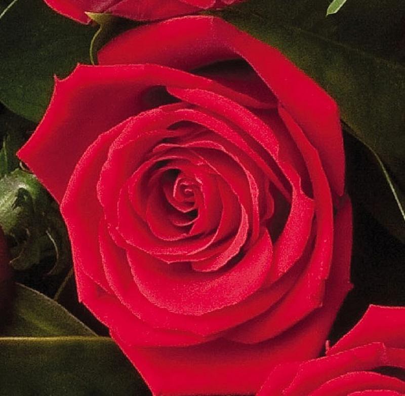 Bouquet de fleurs 12 Red Roses Bouquet de fleurs 12 Red Roses