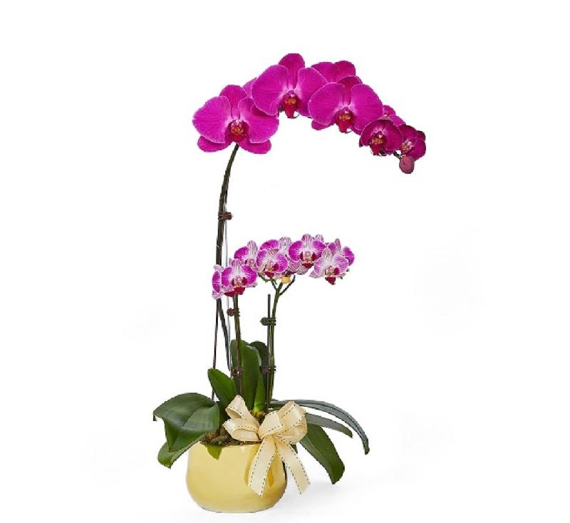 Bouquet de fleurs Phalaenopsis Bouquet de fleurs Phalaenopsis
