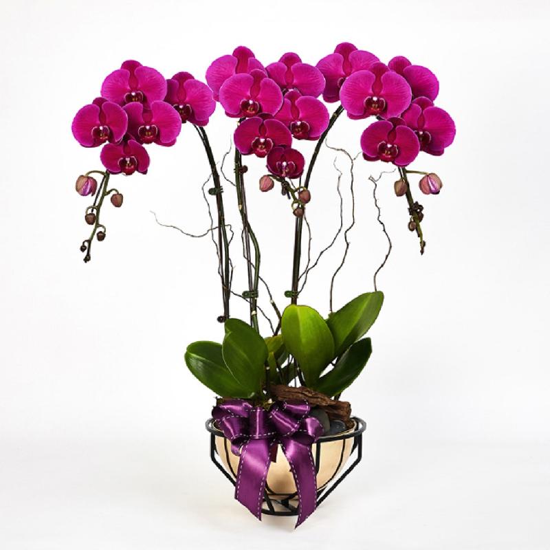 Bouquet de fleurs Royal Prosperity Purple Phalaenopsis