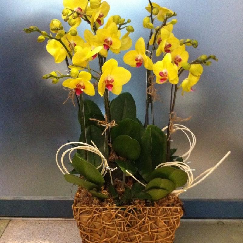 Bouquet de fleurs Phalaenopsis in plastic vase