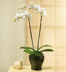 Bouquet de fleurs PHALEONOPSIS ORCHID PLANT IN POT WITH TWO STEMS Bouquet de fleurs PHALEONOPSIS ORCHID PLANT IN POT WITH TWO STEMS