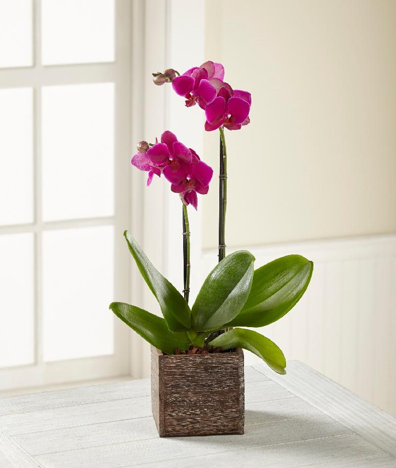 Bouquet de fleurs FTD Fuchsia Phalaenopsis Orchid
