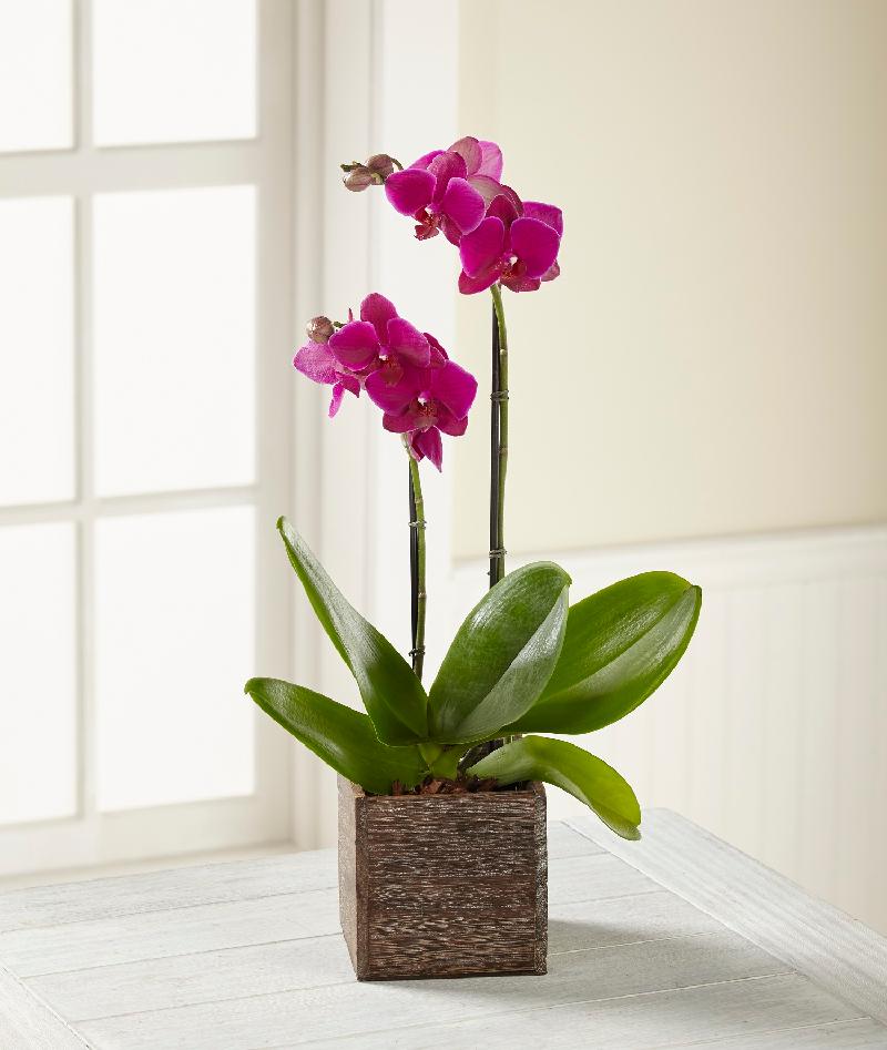 Bouquet de fleurs The FTD Fuchsia Phalaenopsis Orchid Bouquet de fleurs The FTD Fuchsia Phalaenopsis Orchid