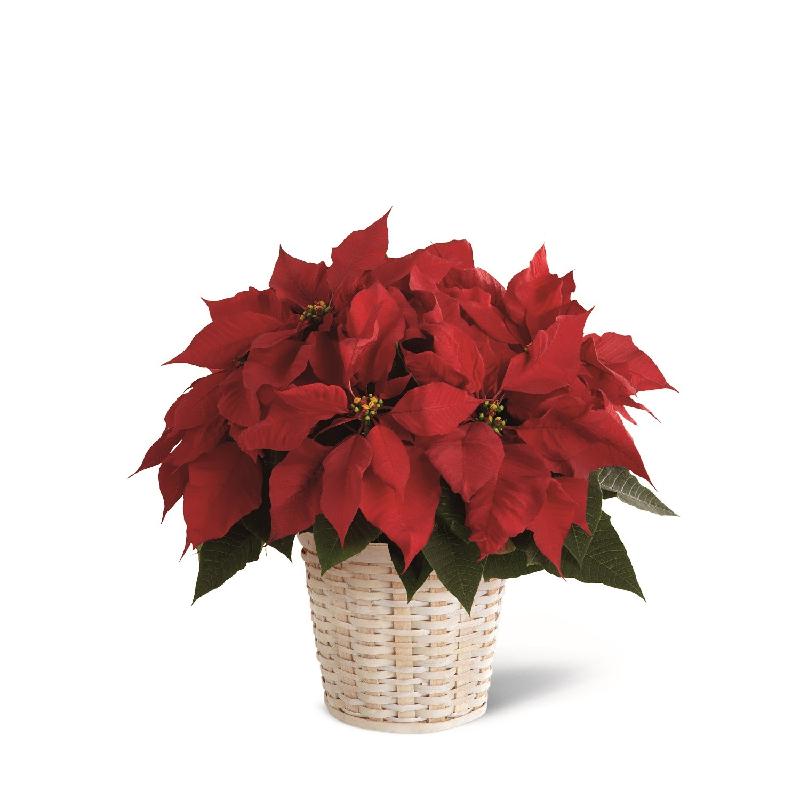 Bouquet de fleurs Red Poinsettia Basket (Medium)