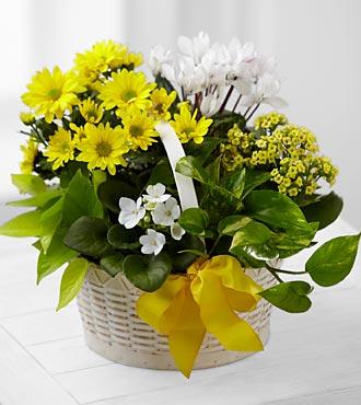 Bouquet de fleurs C22-4888 A Bit of Sunshine™ Basket by FTD®
