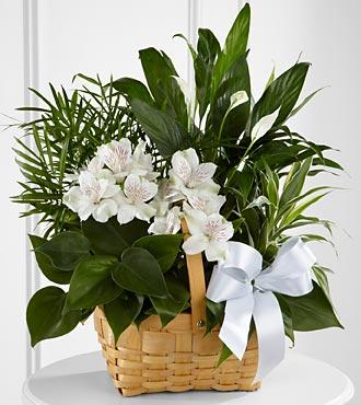 Bouquet de fleurs C23-4454 The FTD® Peace & Serenity™ Dishgarden