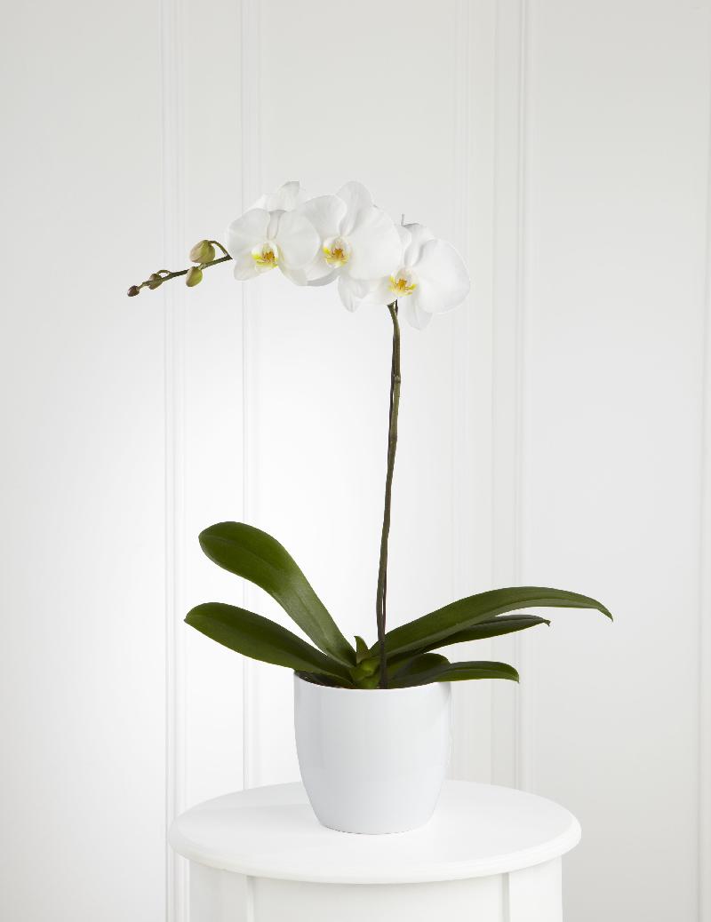 Bouquet de fleurs White Orchid Planter