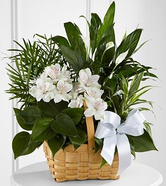 Bouquet de fleurs The FTD Peace And Serenity Dishgarden Bouquet de fleurs The FTD Peace And Serenity Dishgarden