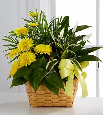 Bouquet de fleurs The FTD Loving Light Dishgarden Bouquet de fleurs The FTD Loving Light Dishgarden