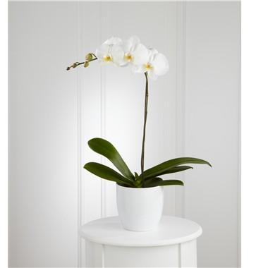 Bouquet de fleurs White Orchid Planter