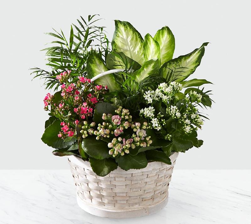 Bouquet de fleurs Rural Beauty Dishgarden Bouquet de fleurs Rural Beauty Dishgarden