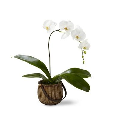 Bouquet de fleurs Phalaenopsis Orchid