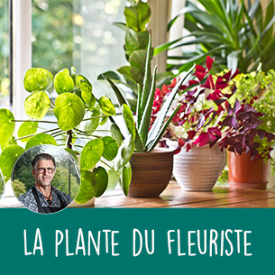 Bouquet de fleurs Plante fleurie du fleuriste Bouquet de fleurs Plante fleurie du fleuriste Remerciements