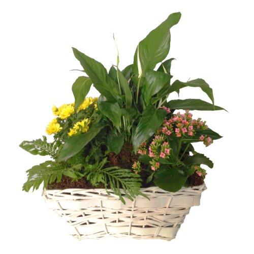 Bouquet de fleurs Mixed plants in basket Bouquet de fleurs Mixed plants in basket