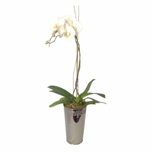 Bouquet de fleurs Orchid In Decorative Vase
