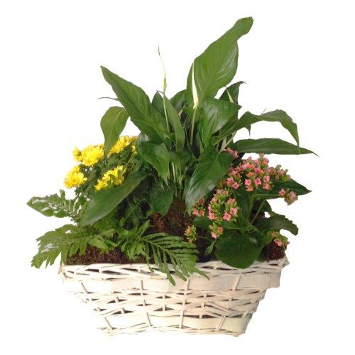 Bouquet de fleurs Mixed Plants In Basket