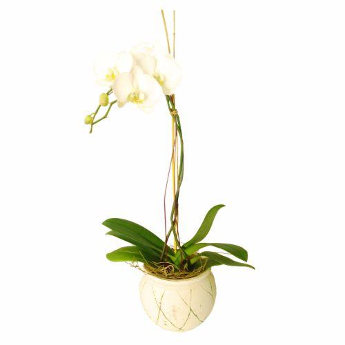 Bouquet de fleurs Orchid In Ceremic Vase (Subject to availability)