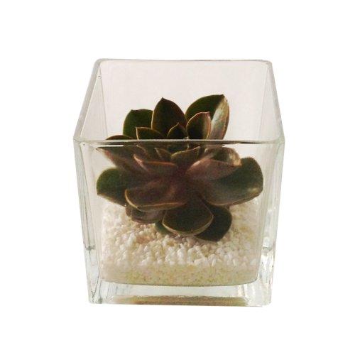 Bouquet de fleurs Cactus in Glass Vase Subject to availability