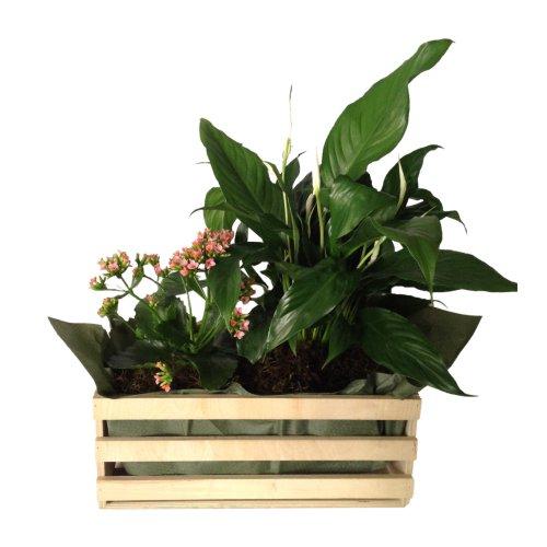 Bouquet de fleurs Mixed Plants In Box (Subject to availability)