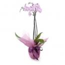 Bouquet de fleurs Phalaenopsis Orchid (Subject to availability)