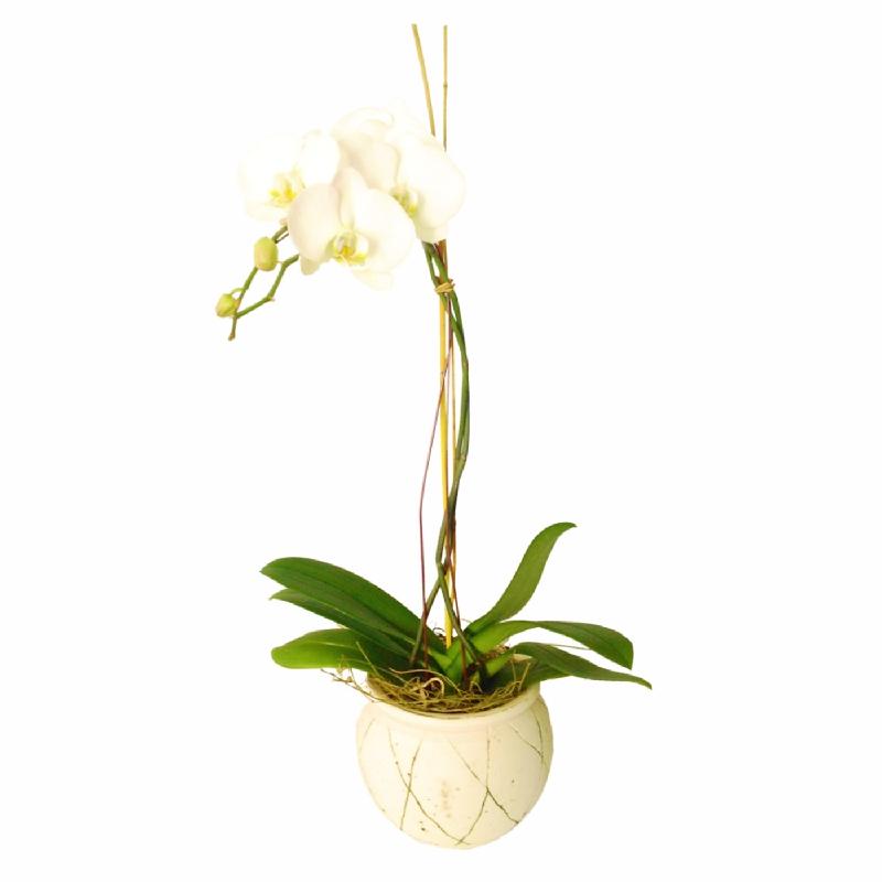 Bouquet de fleurs Orchid in ceramic vase